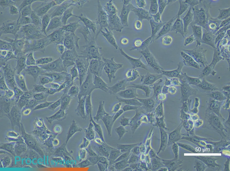 Rabbit Articular Chondrocyte Complete Medium - small - 6