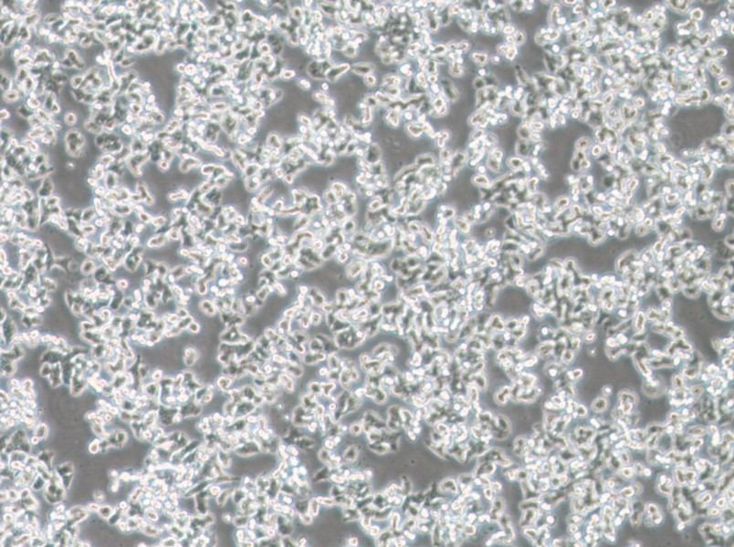 SW48 (DMEM) Cell Complete Medium-searchlist-1