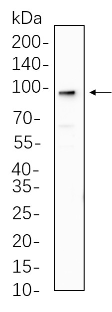 Recombinant AGO2 Monoclonal Antibody-searchlist-1