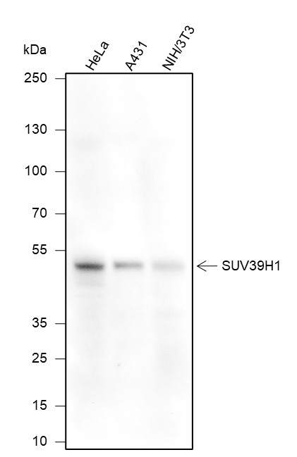 Recombinant SUV39H1 Monoclonal Antibody-searchlist-1