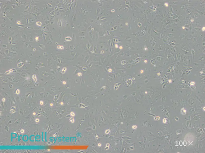SVEC4-10 Cell Complete Medium - 3