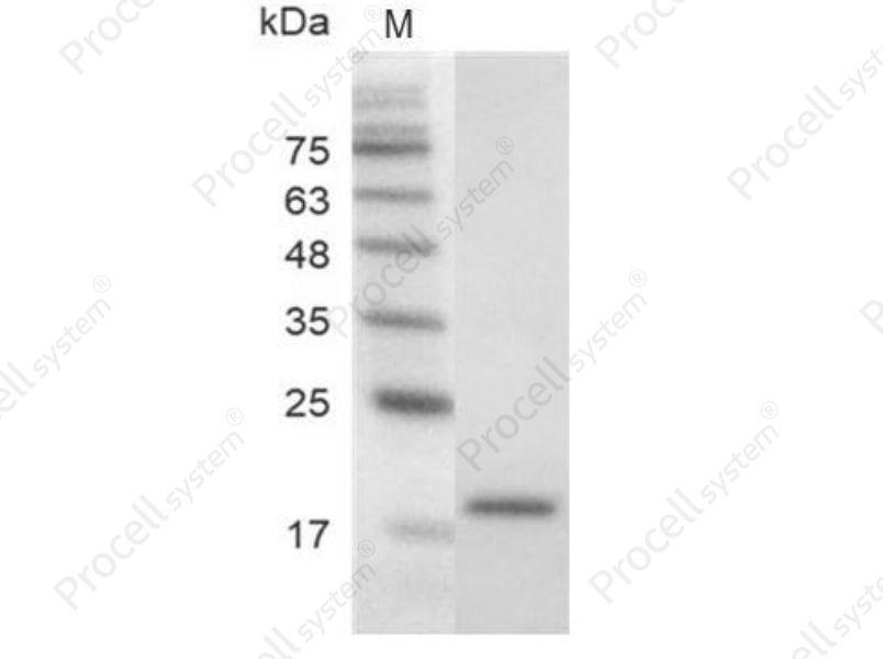 VEGF121/VPF, Mouse, Recombinant