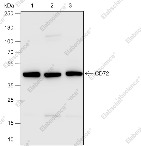 Recombinant CD72 Monoclonal Antibody - 1