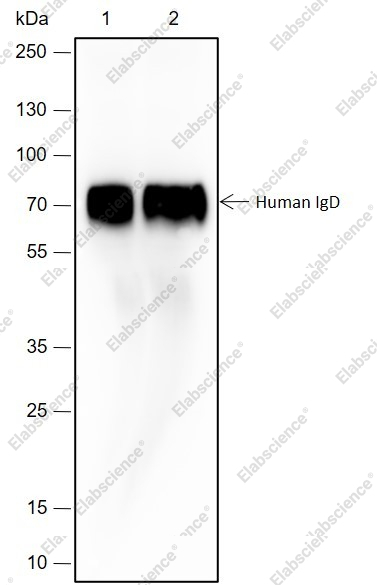 Recombinant Human IgD Monoclonal Antibody - 1