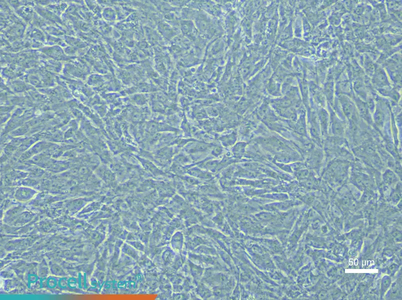Rabbit Urethral Smooth Muscle Cell Complete Medium - 6