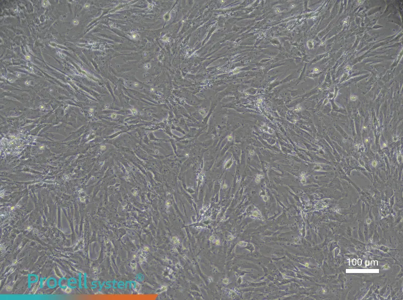 Rat Intestinal Fibroblast Complete Medium - 2