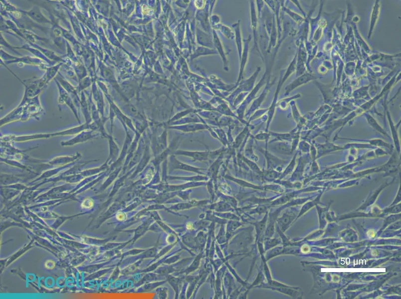 Rat Tendon Stem Cell Complete Medium - small - 6