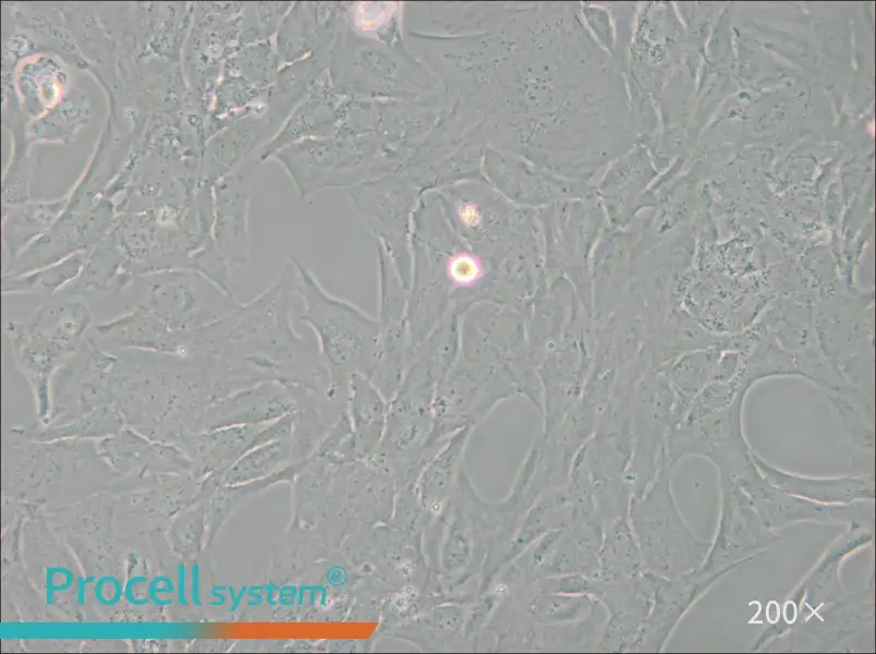 NCI-H196 - 5