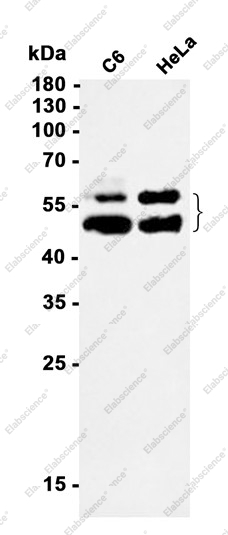 Recombinant NFIB Monoclonal Antibody - 1
