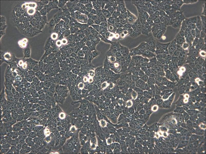 WSU-HN30 Cell Complete Medium - 4