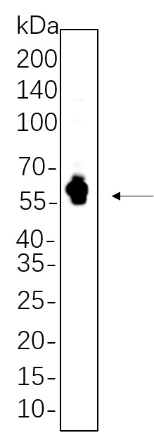 Recombinant Tau Monoclonal Antibody-searchlist-1