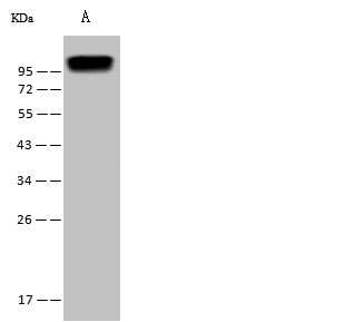 CD34 Monoclonal Antibody - small - 2