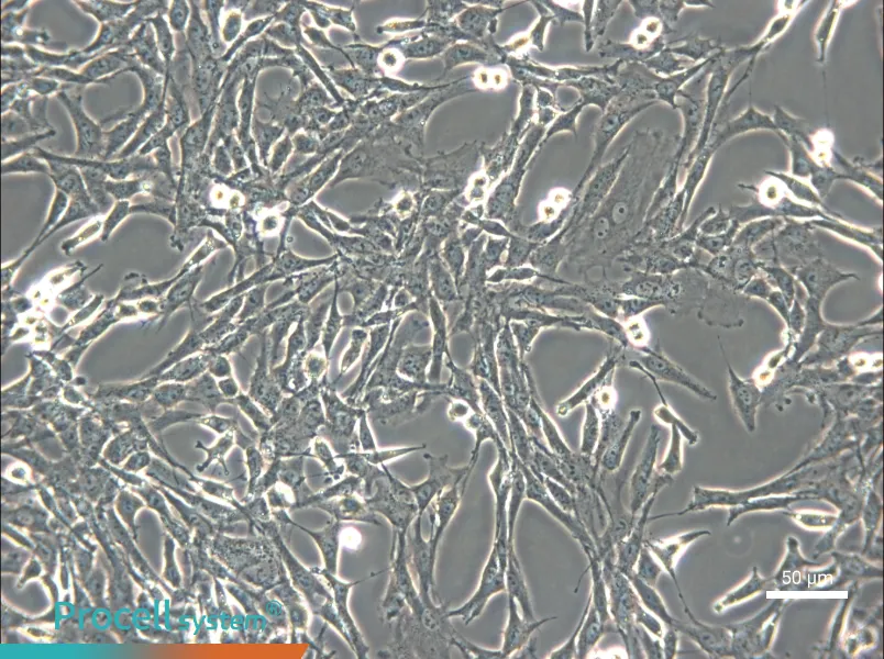 C6 Cell Complete Medium - small - 6