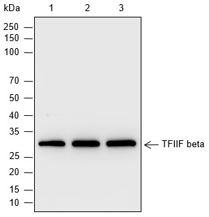 Recombinant TFIIF beta Monoclonal Antibody-searchlist-1