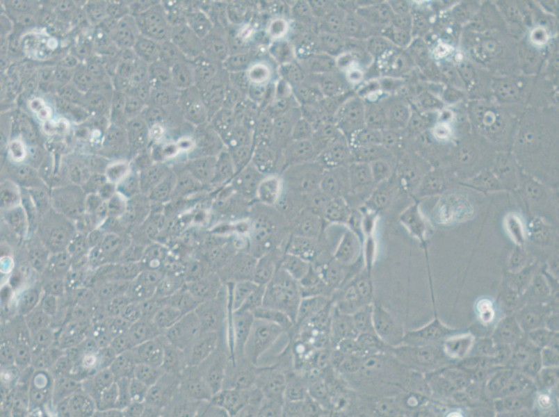 UM-SCC-1 Cell Complete Medium - 4