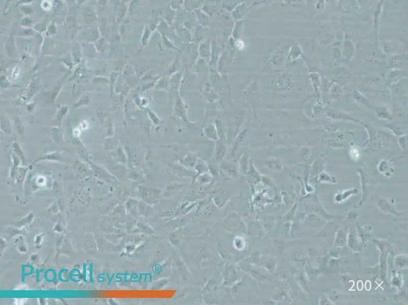 HMEC-1 Cell Complete Medium - small - 4