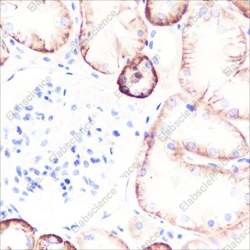 Recombinant Na+/K+ ATPase alpha-1 Monoclonal Antibody - 3