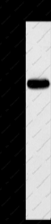 KCNMB3 Polyclonal Antibody - 1