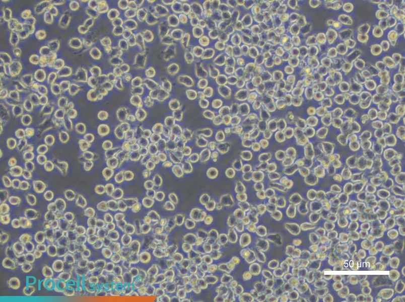 J774A.1 Cell Complete Medium - small - 4
