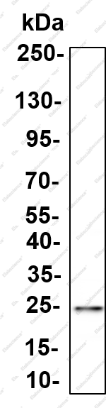 Recombinant OSM Monoclonal Antibody - 2