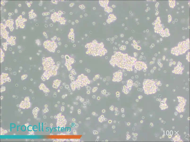 MMQ Cell Complete Medium - 3