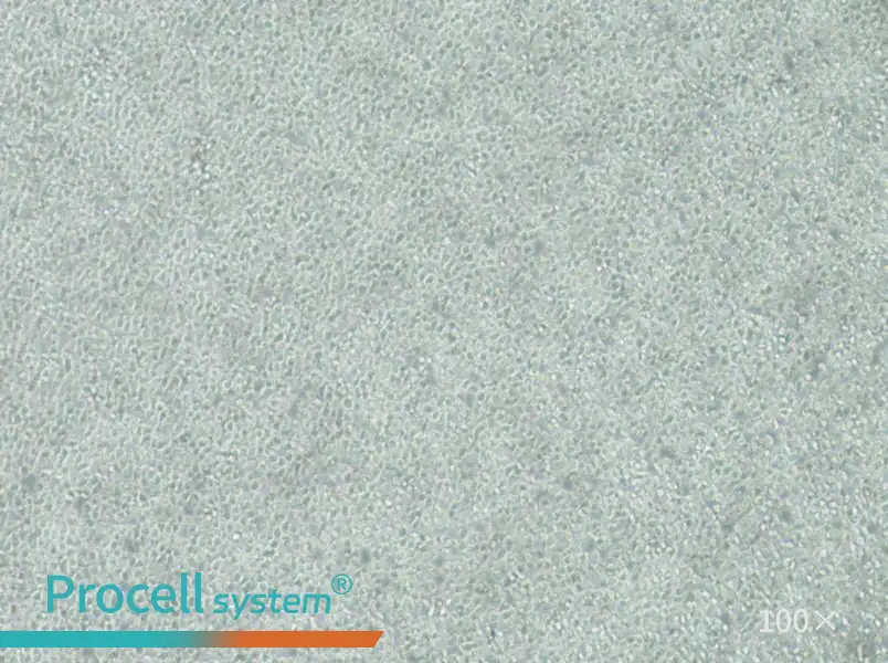 C1498-LUC Cell Complete MediumC1498-LUC Cell Complete Medium - 2