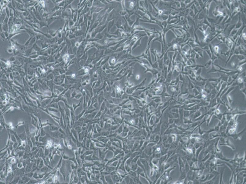 WPMY-1 Cell Complete Medium - 3
