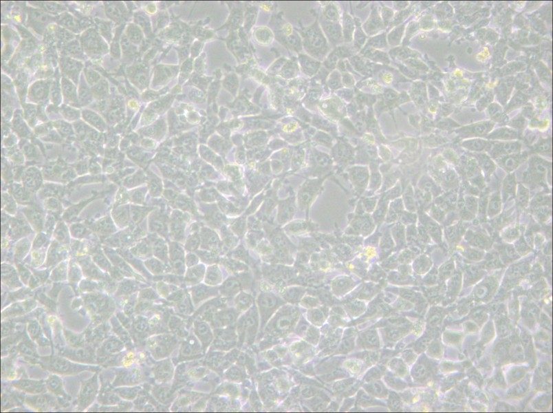 MSTO-211H Cell Complete Medium - 6