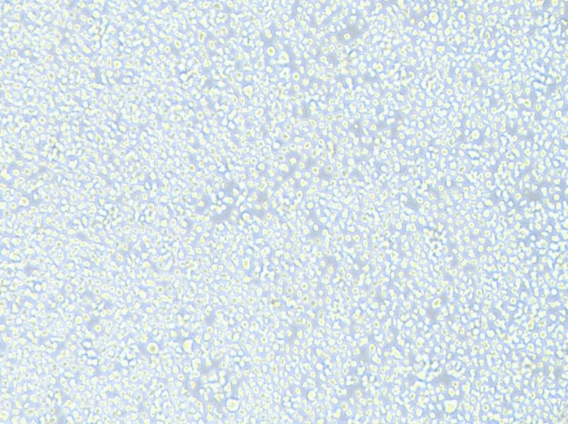 AMO1 Cell Complete Medium - 3