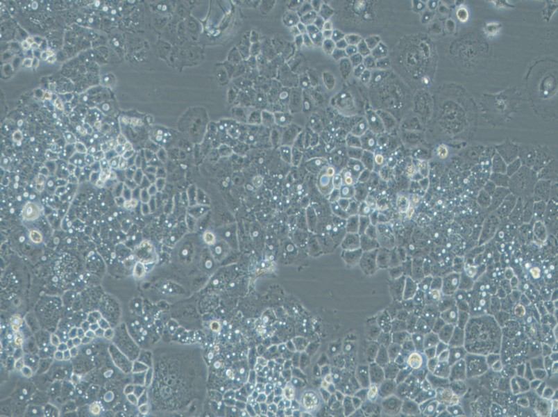 HARA-B Cell Complete Medium-searchlist-1