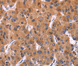 ERP29 Polyclonal Antibody - 3