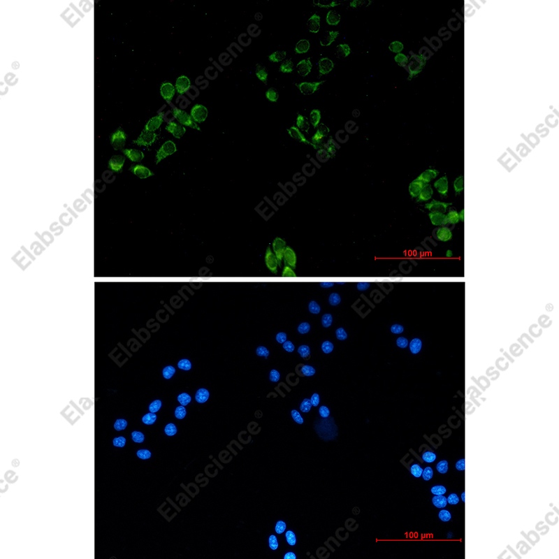 Recombinant MRPS18B Monoclonal Antibody - 3
