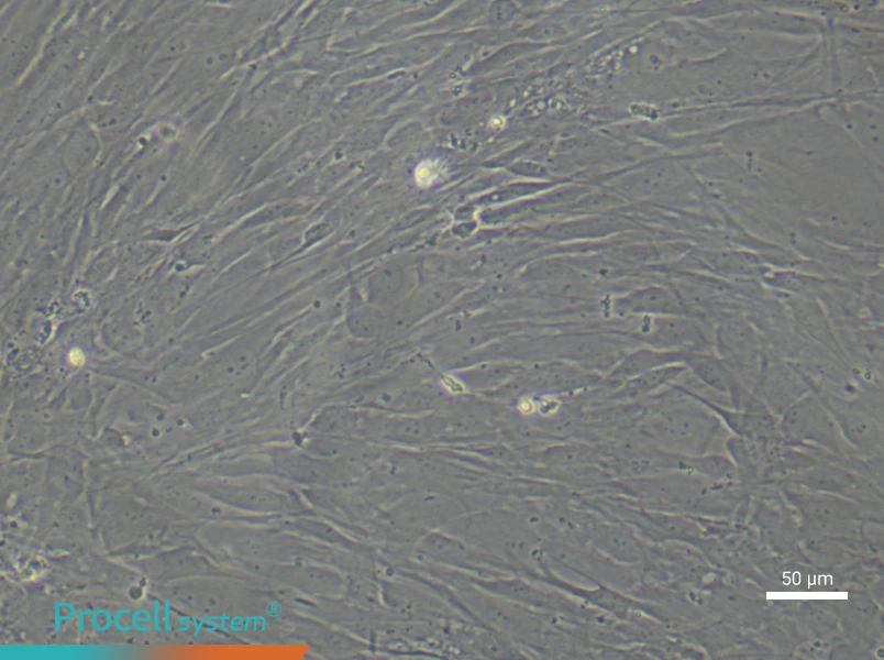 Human Sertoli (Primary cell immortalization) Cell Complete MediumHuman Sertoli (Primary cell immortalization) Cell Complete Medium - 6