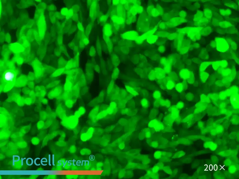 CHO-K1-GFP - 6