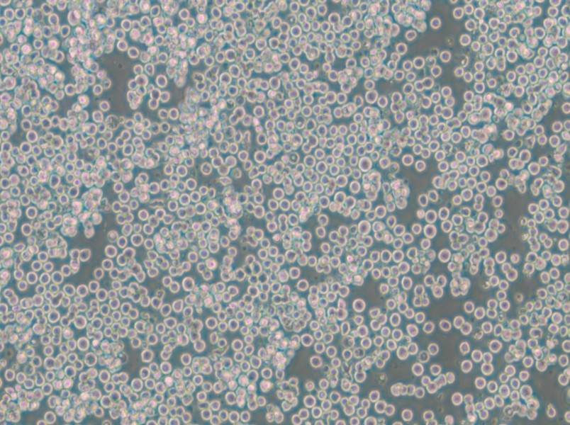 EOL-1 Cell Complete Medium - 6