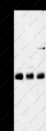 ANKRD1 Polyclonal Antibody - 1