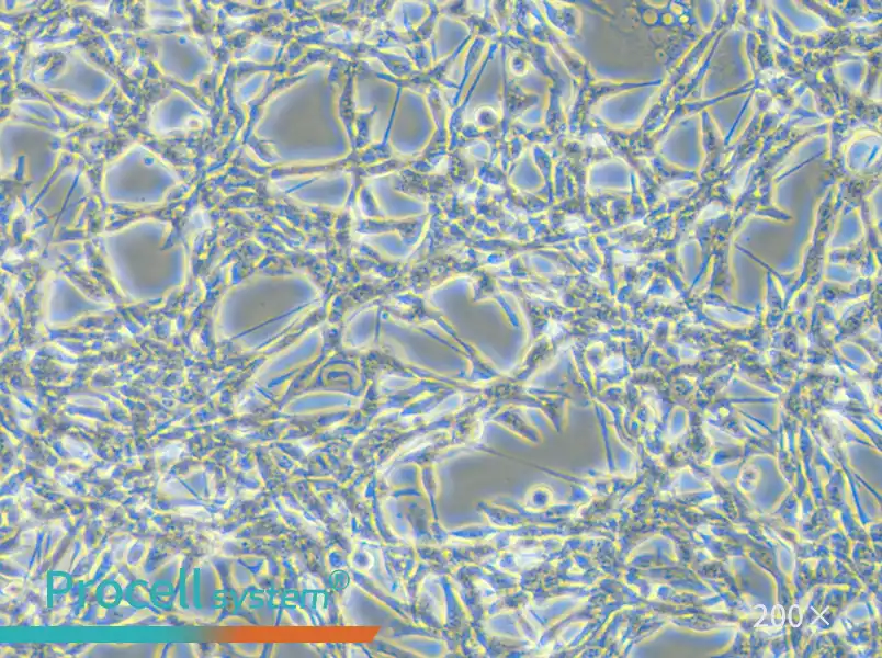 CT26.WT Cell Complete Medium - small - 5