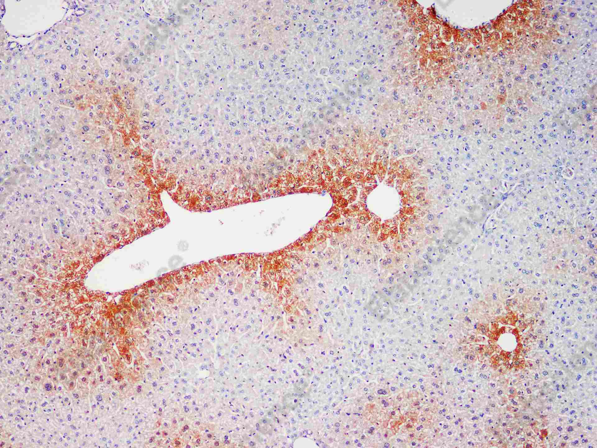 Recombinant BMP-2 Monoclonal Antibody - 1