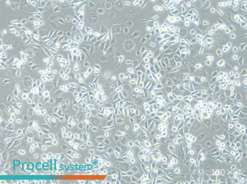 DH82 Cell Complete MediumDH82 Cell Complete Medium - 3
