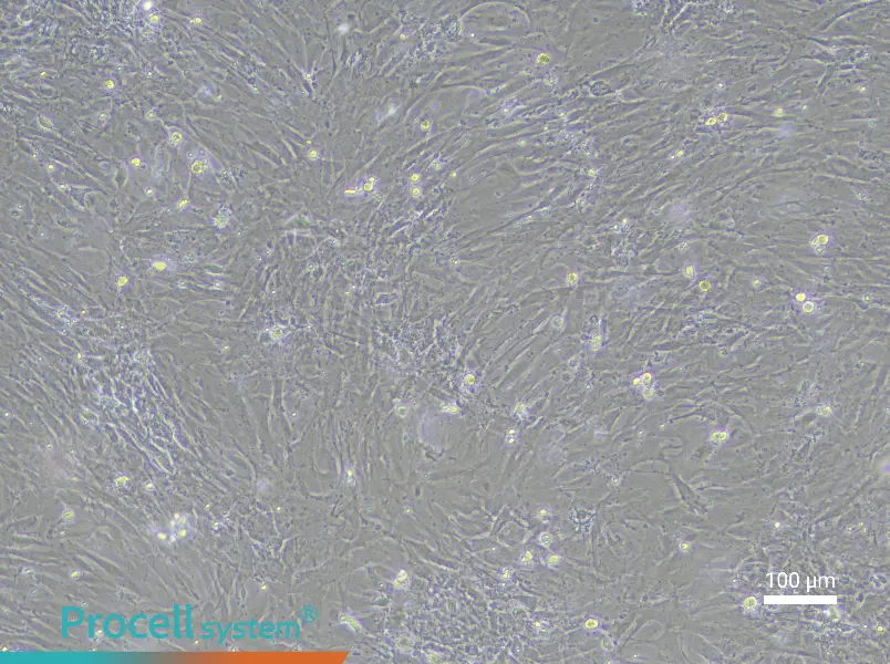 Rat Renal Fibroblast Complete Medium - 3