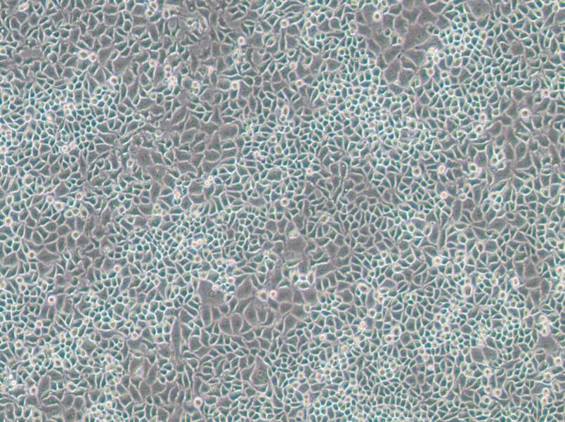 RKO-E6 Cell Complete Medium - 2