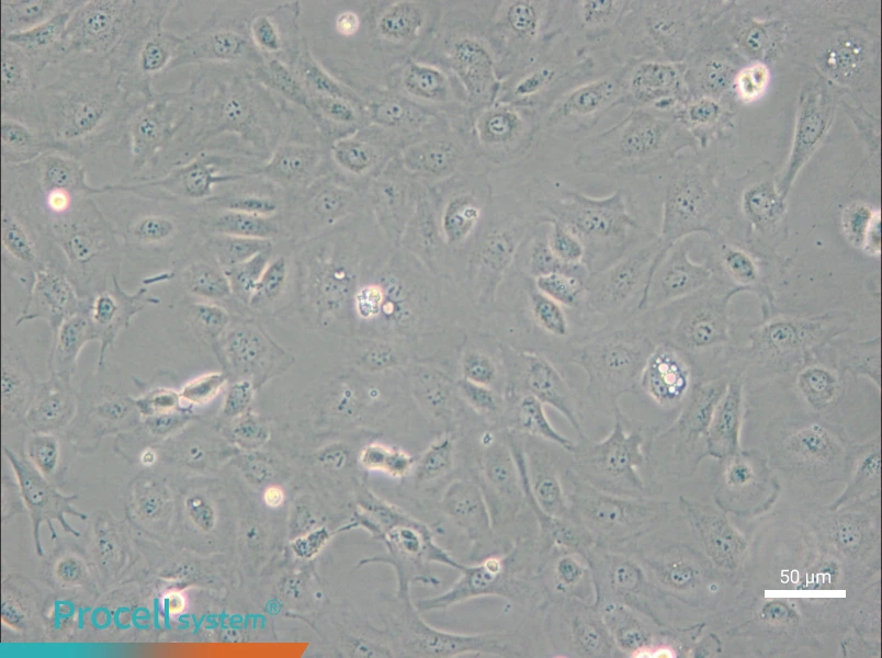 SVEC4-10 - 5