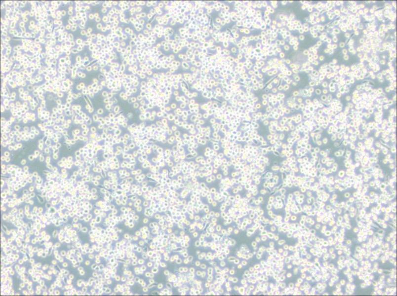 M-07e Cell Complete Medium-searchlist-1