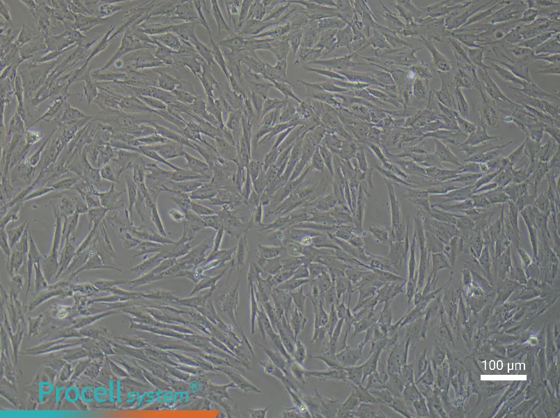 Porcine Skeletal Muscle Satellite Cell Complete MediumPorcine Skeletal Muscle Satellite Cell Complete Medium - 1