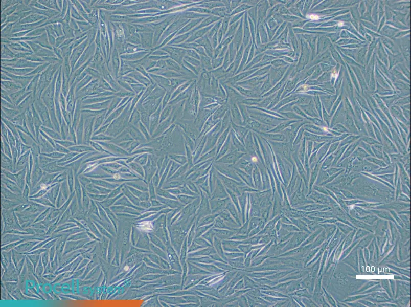 NCI-H1563NCI-H1563 - 3