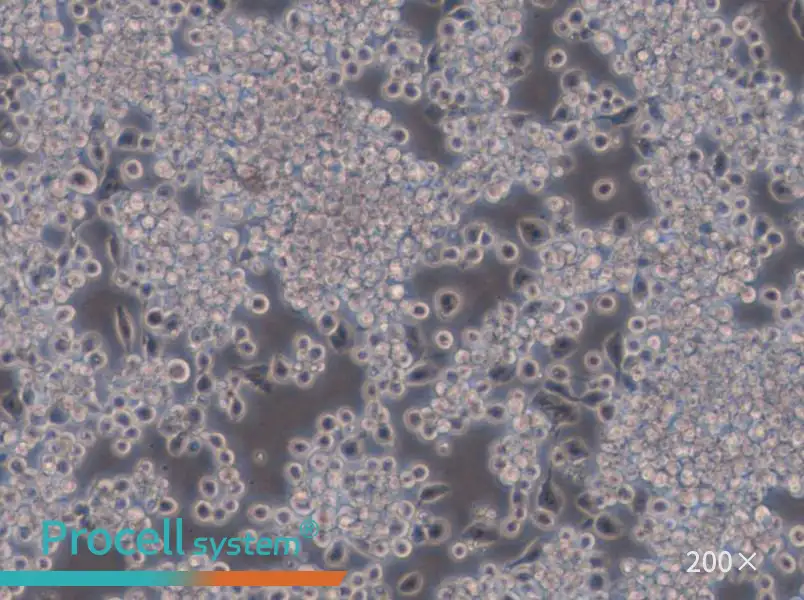 Y3-Ag 1.2.3 Cell Complete Medium - 6