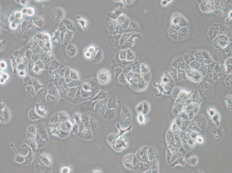 HCC1428 Cell Complete Medium - small - 5