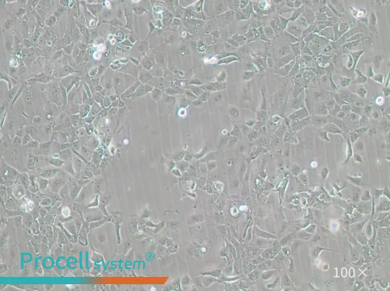 Panc 02.13 Cell Complete MediumPanc 02.13 Cell Complete Medium - 3