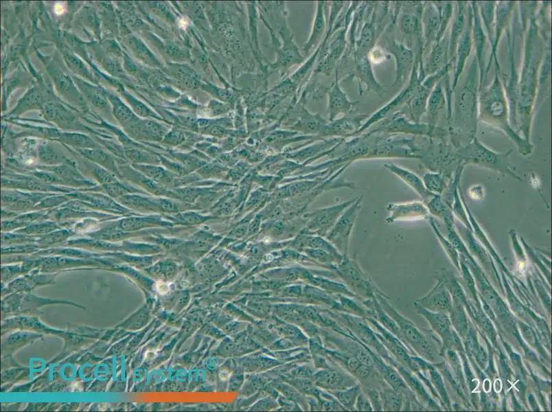 C2C12 Cell Complete Medium - small - 4