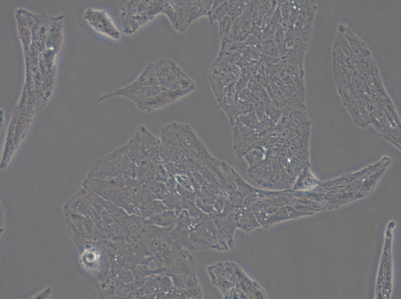 Li-7 Cell Complete Medium - small - 5